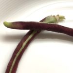 【夏野菜】ついに紫ササゲを収穫！【長ーいよ】