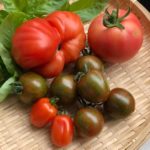 大玉トマト「ズッカ」収穫までの記録